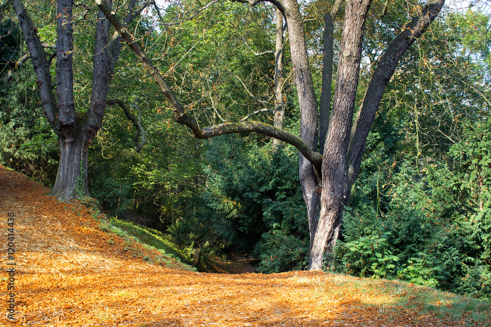 Fototapeta premium Forest road in autumn