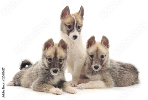 Three puppies. © voren1