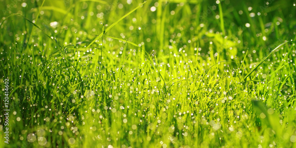 Naklejka premium Wet grass in dews