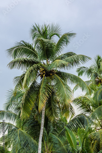 Palm trees with coconuts. Goa  India.