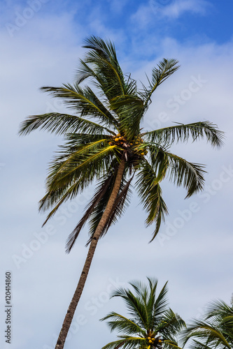 Palm trees with coconuts. Goa, India.