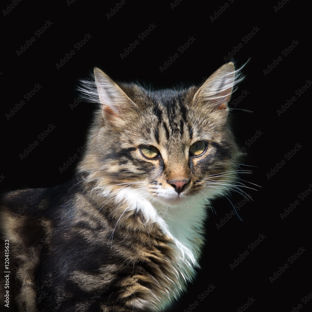 Portrait of cat on black background