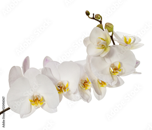 White orchid flowers