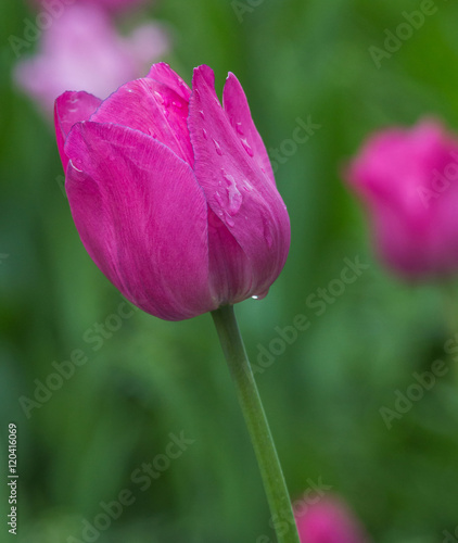 Beautiful pink tulip in the garden after the rain