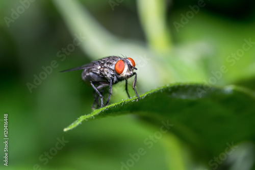 Flesh Fly (Sarcophaga crassipalpis Macquart) on a leaf