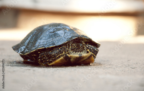 Turtle on a gray ground