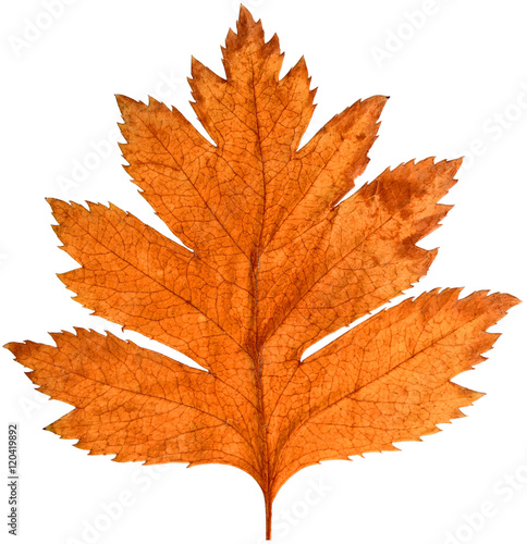  yellow autumn leaf