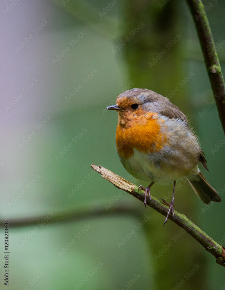 Fototapeta premium Robin in a tree