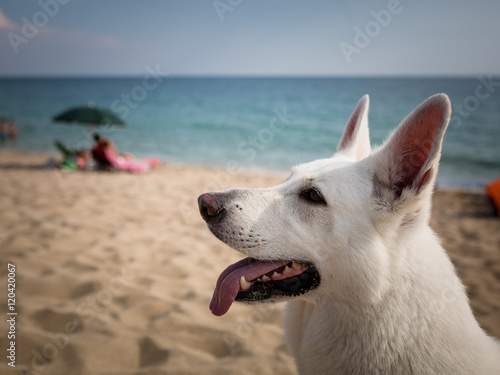 Max, pastore svizzero