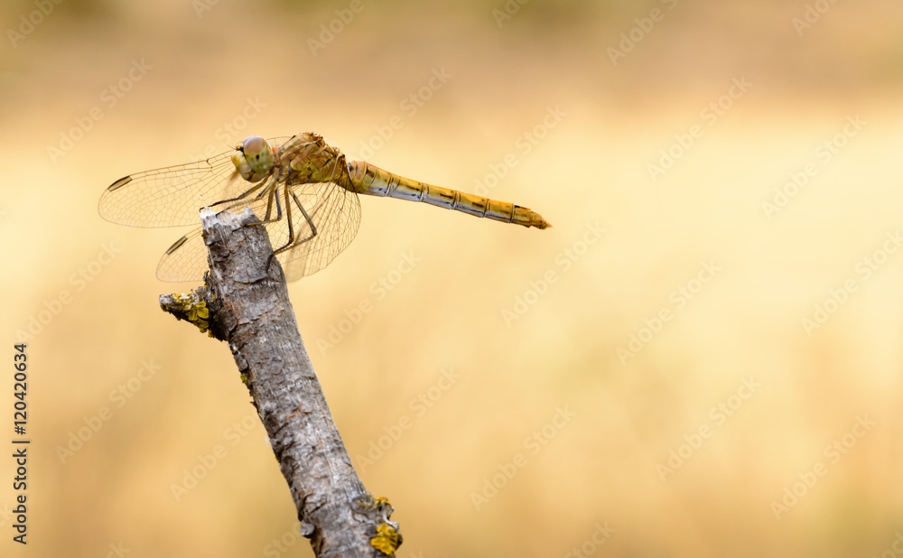 Dragonfly dry innkeeper with brown background Dragonfly dry innkeeper with brown background