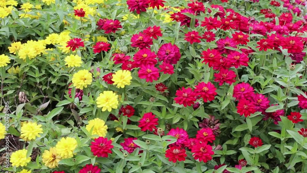 flowers blowing in the wind flowers blowing in the wind
