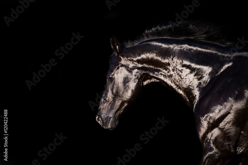 portrait of running black stallion  at black backround © anakondasp