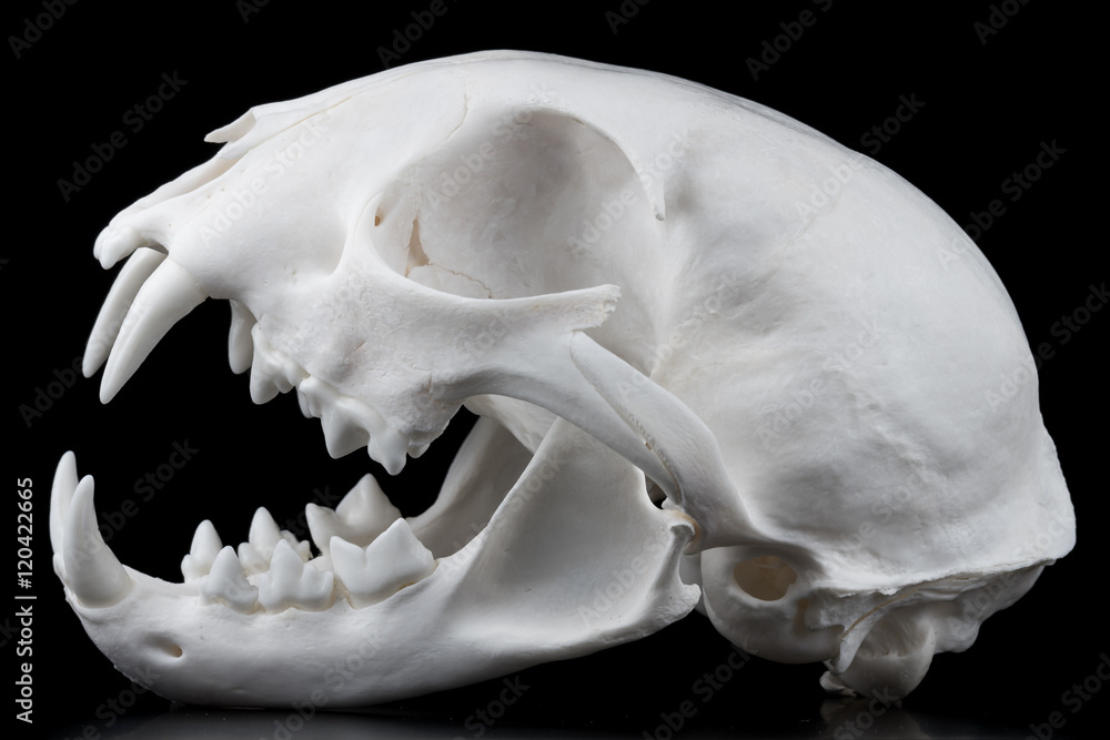 Fototapeta premium Schädel vom Kanadischen Luchs (Lynx canadensis)