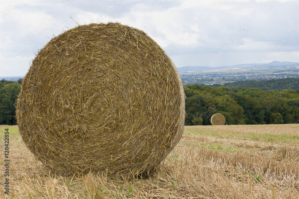 Yellow bales of hay on a harvested field, sky with white clouds. Beautiful landscape wheat field after harvest. Yellow bales of hay on a harvested field, sky with white clouds. Beautiful landscape wheat field after harvest.