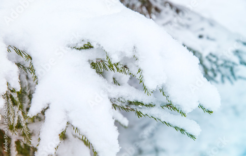 Spruce tree branches covered with snow © evannovostro