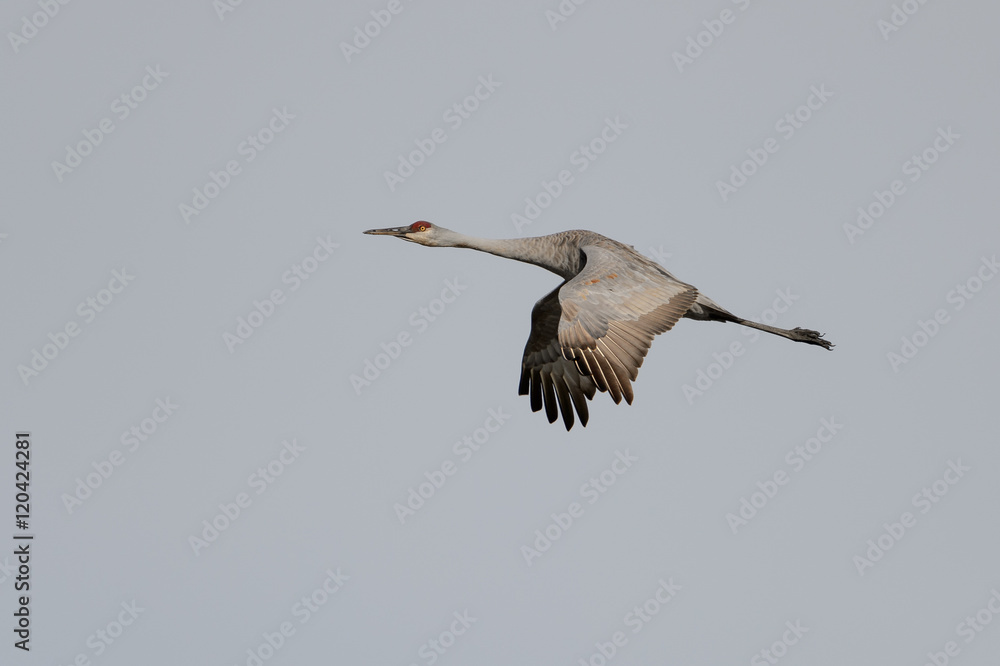 Obraz premium One Sandhill Crane in Flight with Wings Down