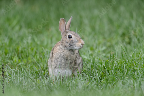 Profile of a rabbit with ears perked up © Craig A. Mullenbach