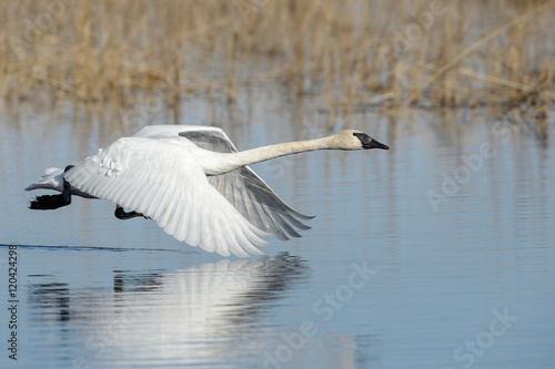Trumpeter Swan in Flight low over water