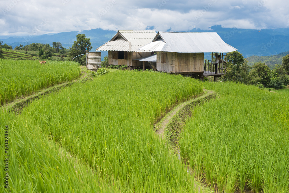 Rice terraces