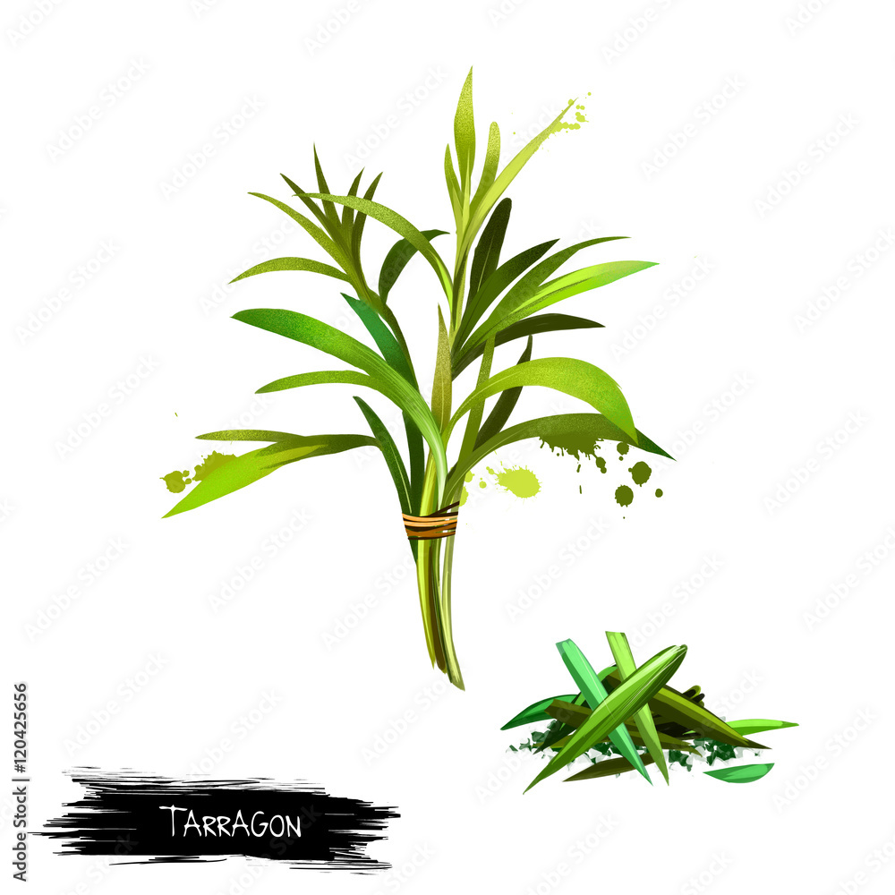 Obraz premium Tarragon Artemisia dracunculus Isolated on white background.