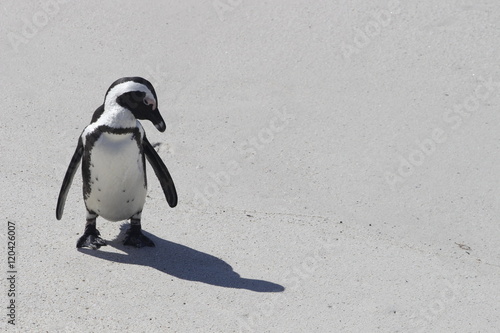 An African penguin looking down onto the sand at Boulders Beach penguin colony in South Africa