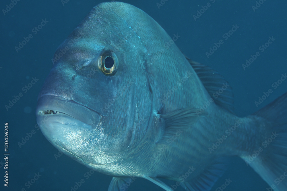 Naklejka premium Closeup portrait of australasian snapper Pagrus auratus