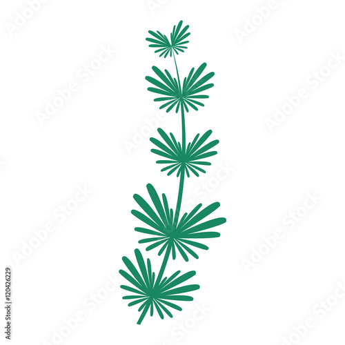 Seaweed vector illustration leaf