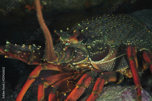 Closeup detail of large packhorse lobster Jasus verreauxi.