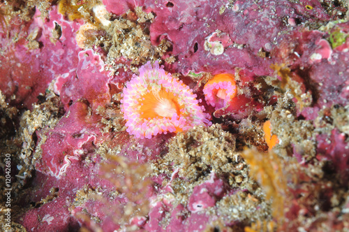 Two jewel anemones Corynactis australis on coastal rock among ping coralline algae.