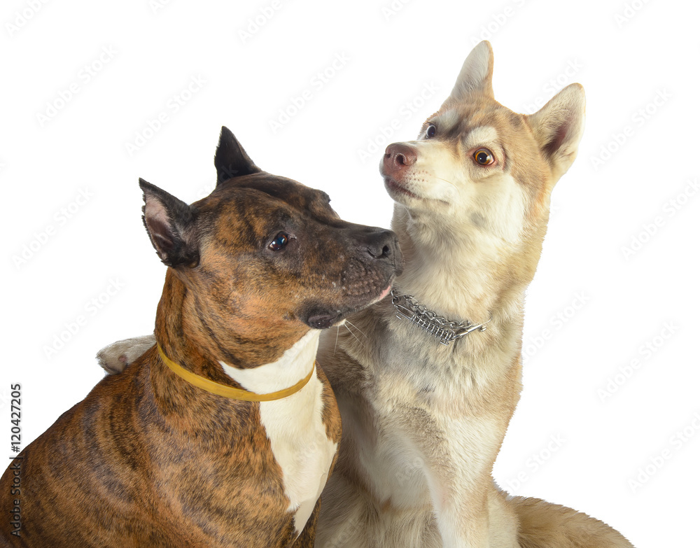 Obraz premium Two dogs looking at a soap bubble. Friendship red pit bull with a Husky.