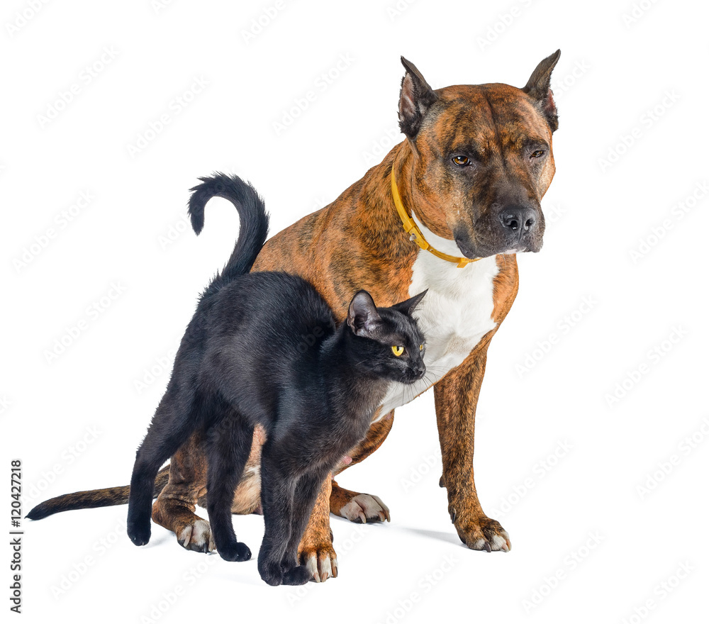 Obraz premium Cat and dog together isolated on white. Red brindle pit bull with a small black cat.