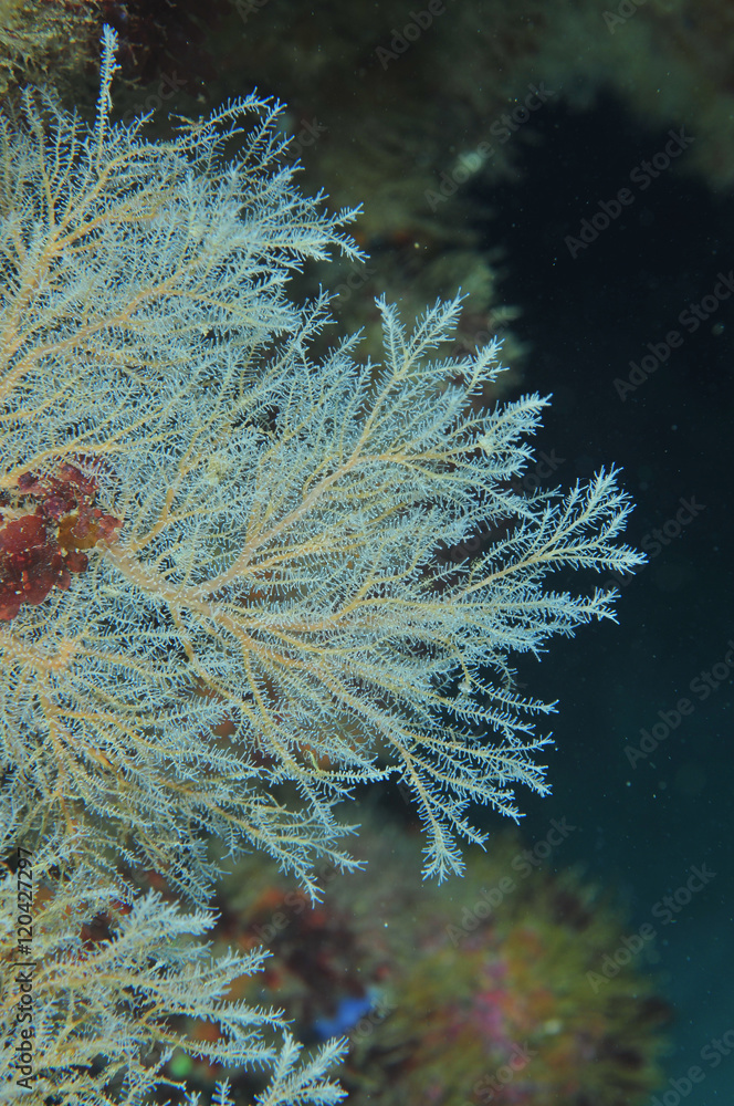 Obraz premium Solanderia ericopsis hydroid tree fan growing on vertical wall in shallow water near Goat Island.