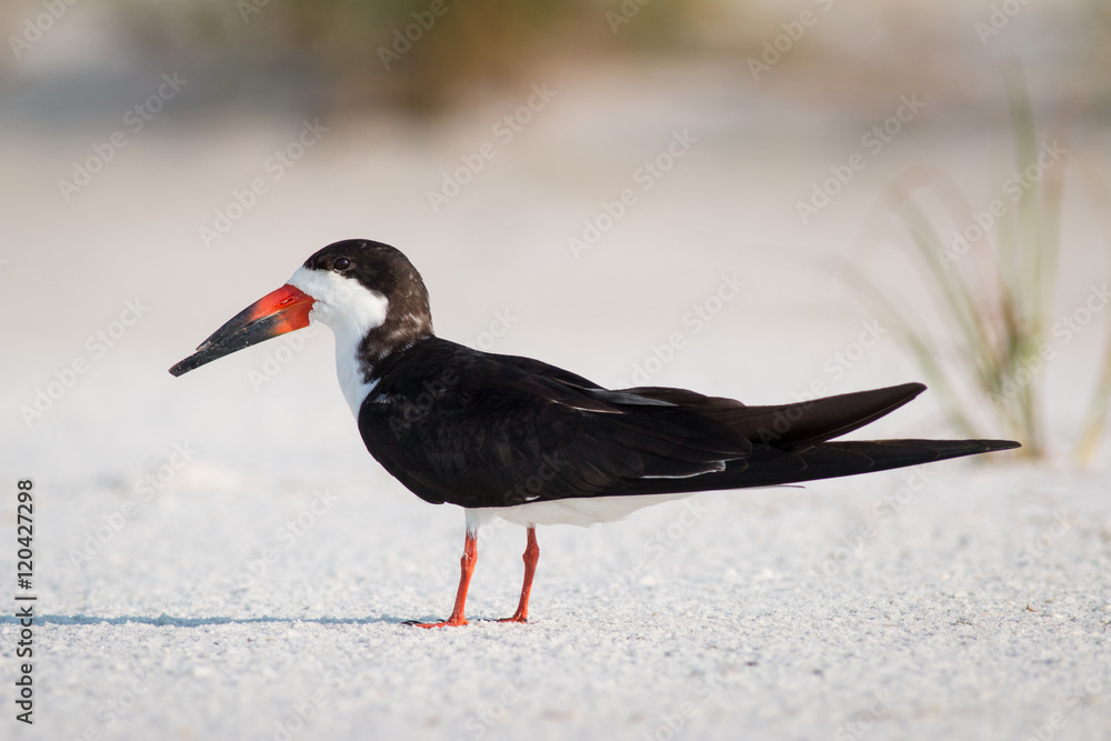 Naklejka premium Black skimmer on a white sandy beach.
