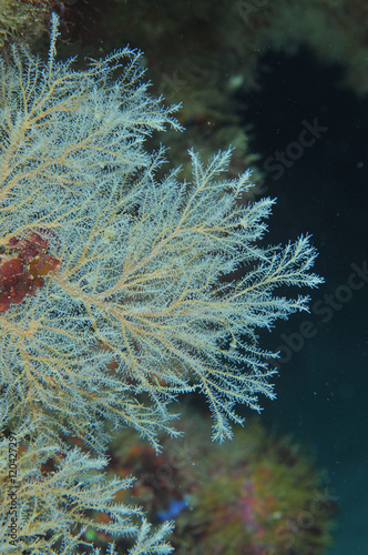 Solanderia ericopsis hydroid tree fan growing on vertical wall in shallow water near Goat Island. photo