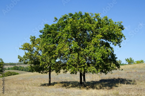 Три дубовых дерева на фоне ландшафта.
