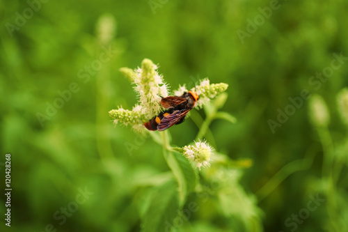 Wasp on wildflower, blurred background © Africa Studio