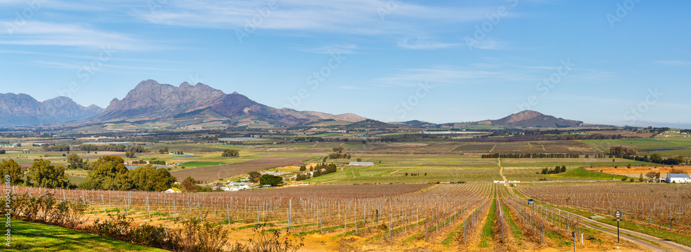 Papier peint photo avec Paysage de vignobles vallonnés #120428869