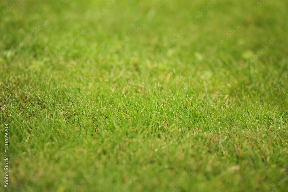 Naklejka premium Green grass lawn for background