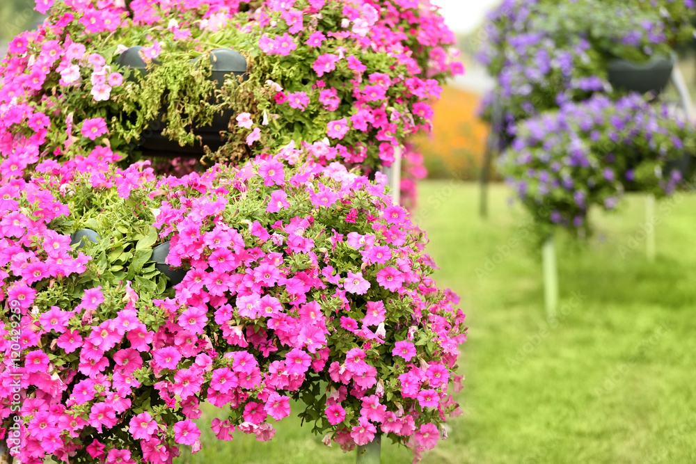 Beautiful arches made of flowerbeds Beautiful arches made of flowerbeds
