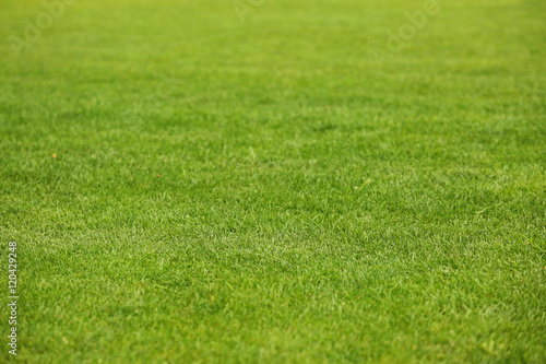 Green grass lawn for background