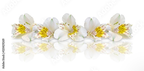 Fototapeta Naklejka Na Ścianę i Meble -  beautiful lilies on a white background with mirror reflection.