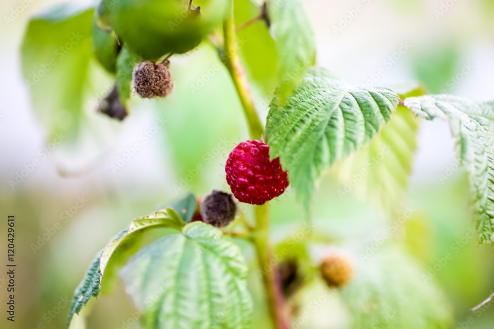 Raspberries macro on a branch in the garden. Raspberries macro on a branch in the garden.