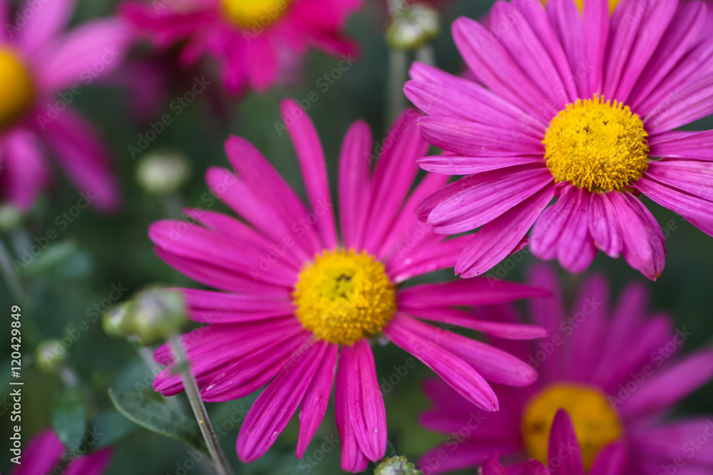 Obraz premium Daisy with purple petals grow from the garden.