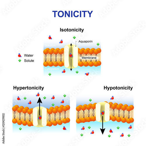 Tonicity and osmosis. Cell membrane and aquaporin. photo