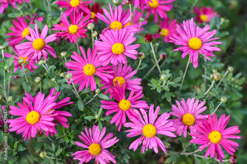 Daisy with purple petals grow from the garden.