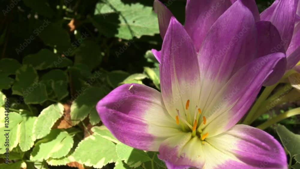 Pink crocus blooming among green leaves, static videos, close-up plan Pink crocus blooming among green leaves, static videos, close-up plan