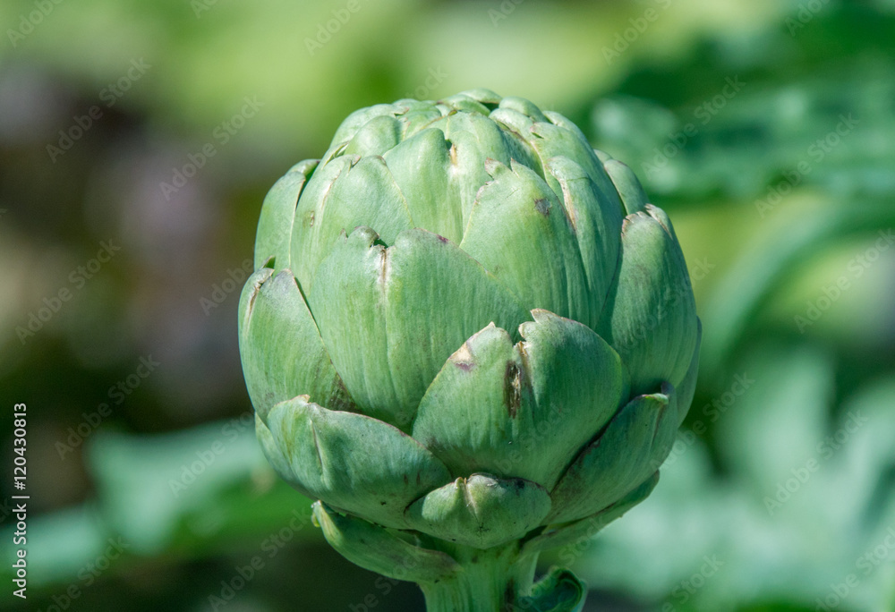 Obraz premium Artichoke