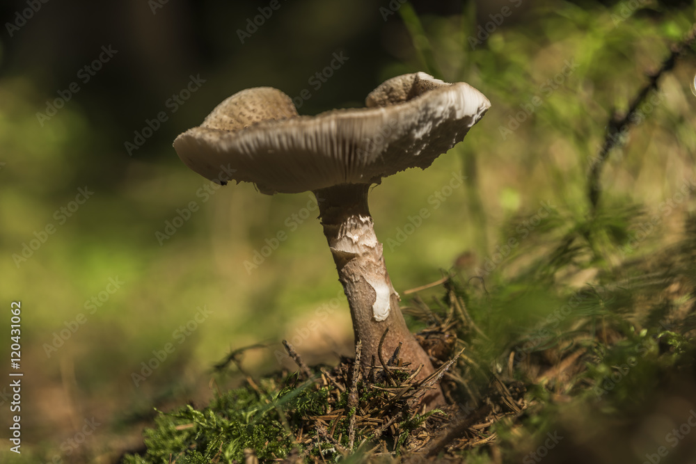 Fototapeta premium Mushroom in summer forest in south Bohemia