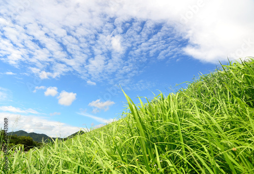 Green field and blue sky with light clouds, soft focus