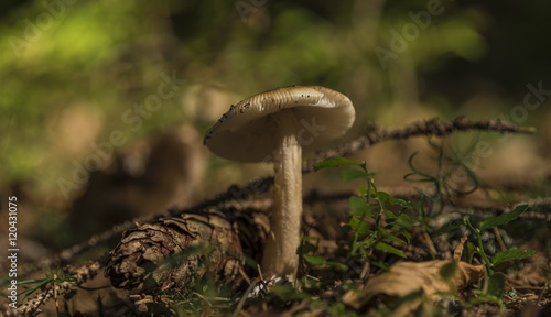 Mushroom in summer forest in south Bohemia